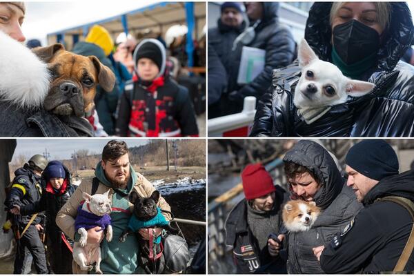UKRAJINCI BEŽE OD RATA, ALI NE OSTAVLJAJU SVOJE DRUGARE NA MILOST I NEMISLOST! Kućne ljubimce ne ispuštaju iz RUKU
