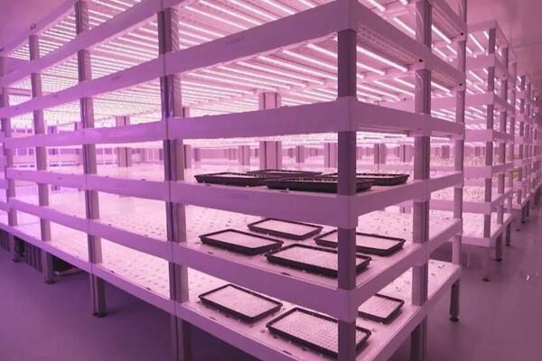 Pametne farme pomažu poljoprivrednoj proizvodnji! (VIDEO)