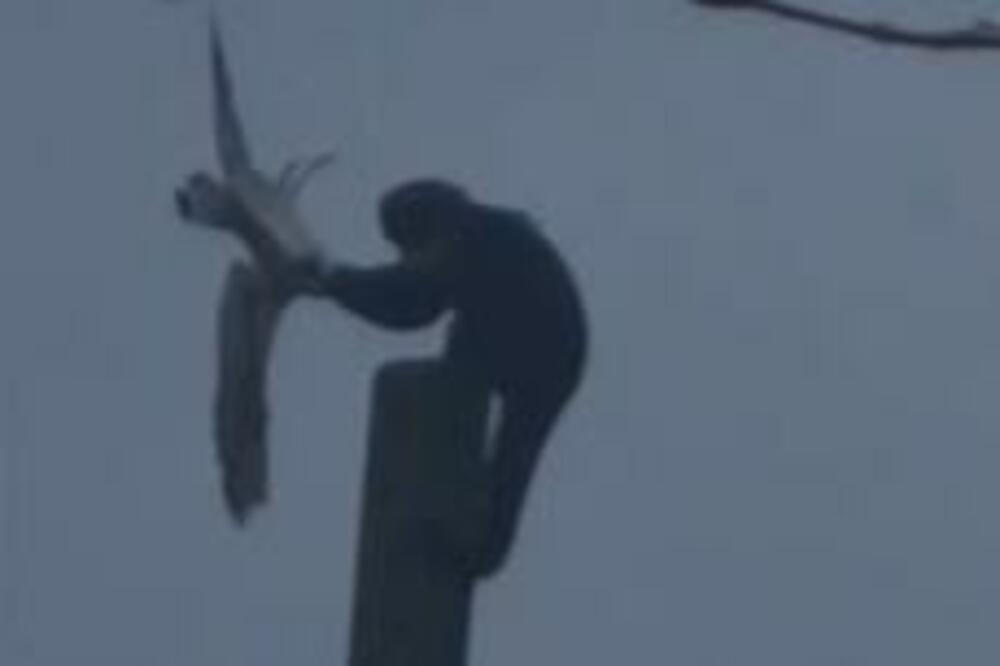 MAJMUN POČINIO KRVOPROLIĆE U ZOO VRTU: Krvnični ga je UDARAO, živog počeo da ga PROŽDIRE (UZNEMIRUJUĆI VIDEO)