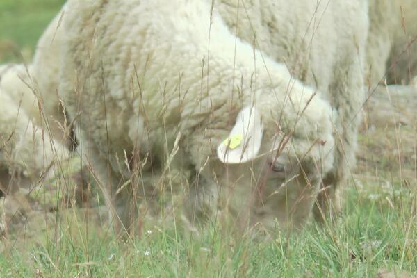 UŽAS U VALJEVSKIM SELIMA: Proteklog vikenda UDAVLJENO pedesetak OVACA!