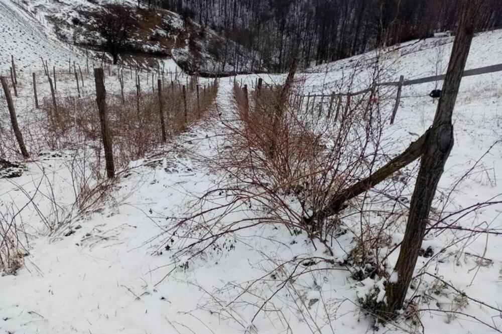 SRPSKO CRVENO ZLATO NA UDARU MRAZA: Najavljena odlična OTKUPNA CENA, ali loše vreme preti da PREPOLOVI rod MALINA!