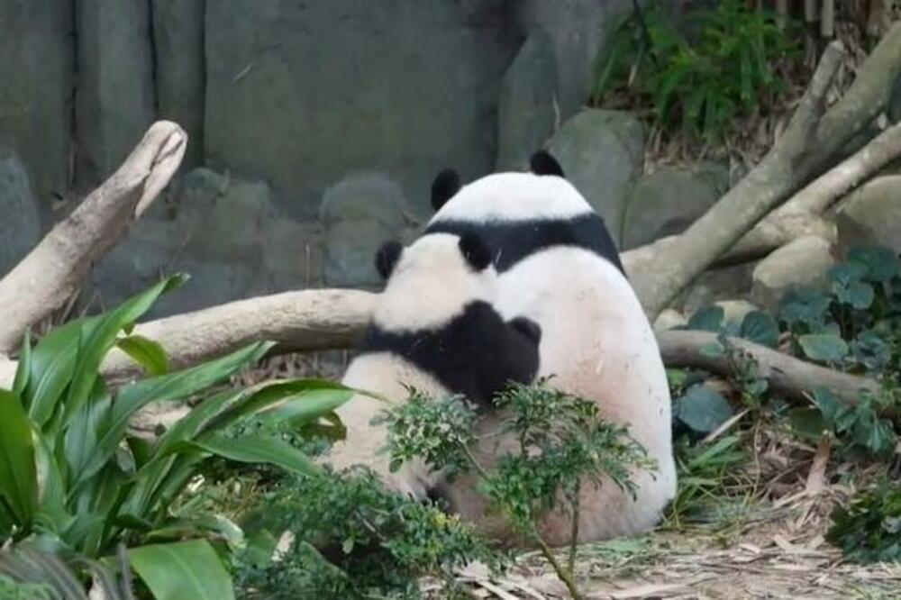 STIGLE RODE! Prvi mladunac pande rođen u Singapuru VIDEO