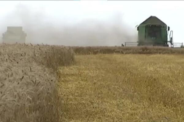 BLOKADA CRNOMORSKIH LUKA POGAĐA I SRBIJU: Zbog pada cena žitarica stradaju poljoprivrednici