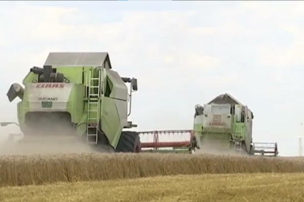 CENA PŠENICE SKOČILA: A evo koliko vrede kukuruz i soja