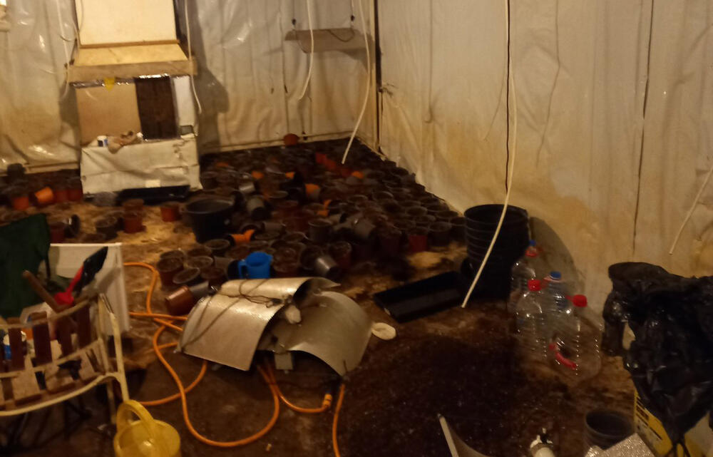 Laboratorija, Marihuana