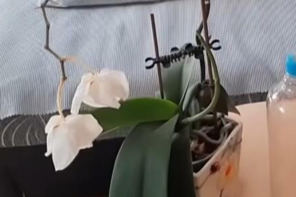 1 SASTOJAK IZ KUHINJE USPEŠNO OBOLELE ORHIDEJE: Svi ga imate