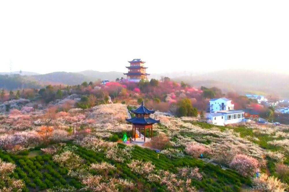 SPECIJALNI PROLEĆNI PEJZAŽ Proleće se dočekuje cvećem (VIDEO)