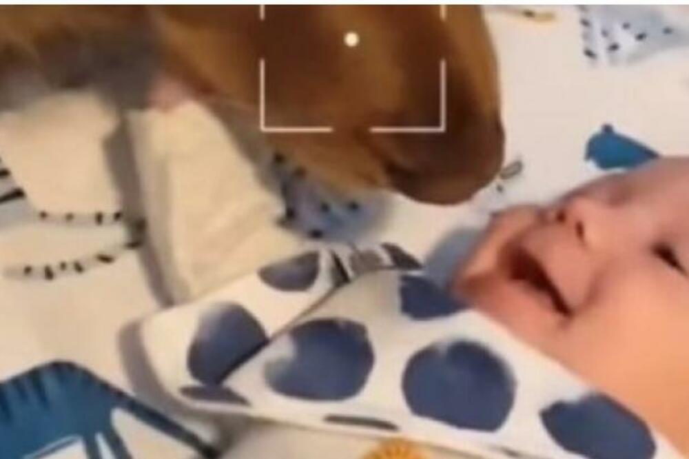 PAS JE PRIŠAO BEBI SKROZ DO LICA, SVI ZANEMELI: Ono što je uradio, MNOGI NEĆE TAKO LAKO ZABORAVITI (VIDEO)