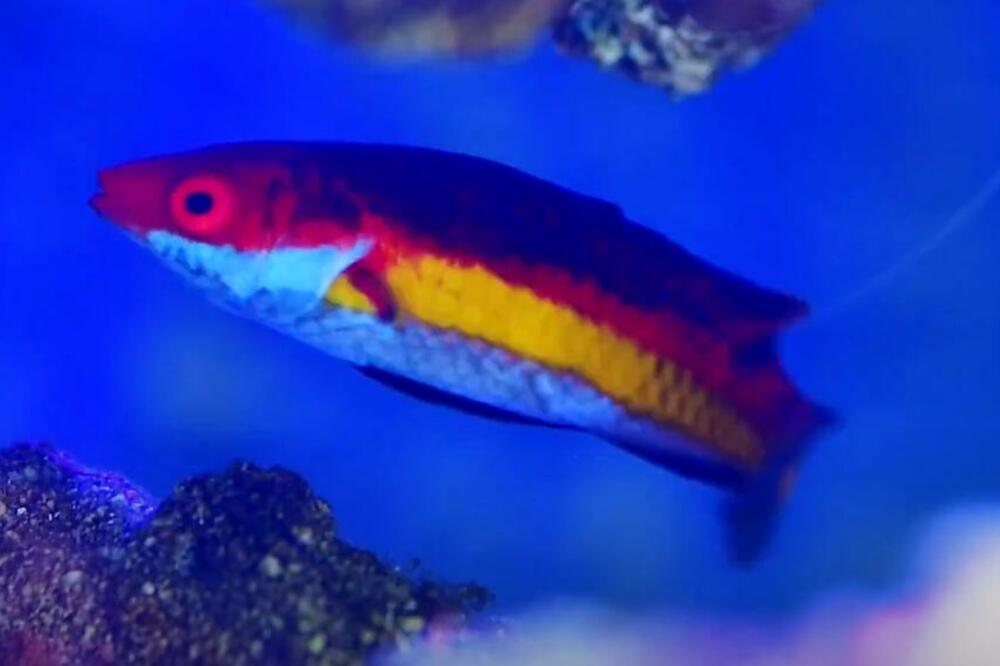 NOVA VRSTA RIBE ODUŠEVILA NAUČNIKE! Prosto PLENI svojim JARKIM BOJAMA, nisu znali da postoji do sada