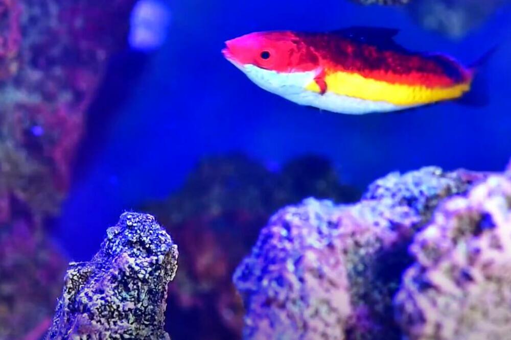 ŠTA ZNAČI KAD SANJATE RIBU? Žene posebno da obrate pažnju, za njih je sve dosta drugačije