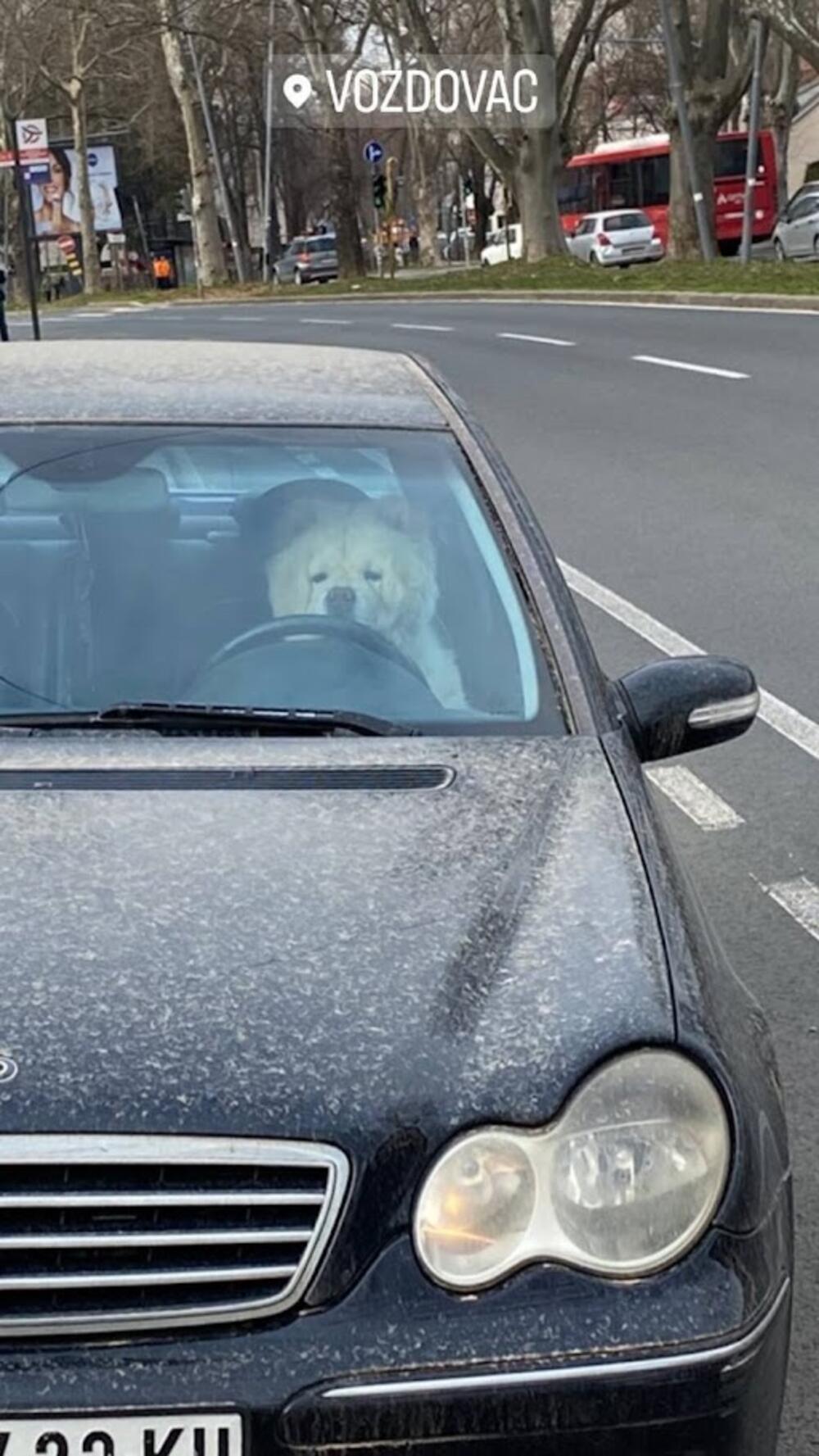 Pas u autu