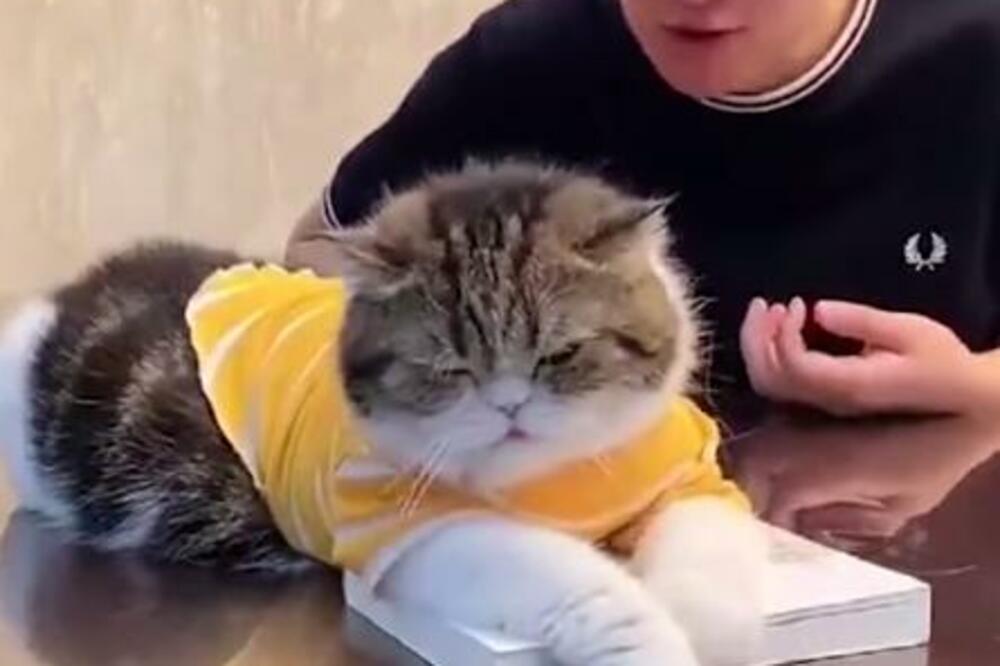 ONA IMA GLAVNU REČ! Rešila da objasni vlasniku u koga mora non-stop da gleda (VIDEO)