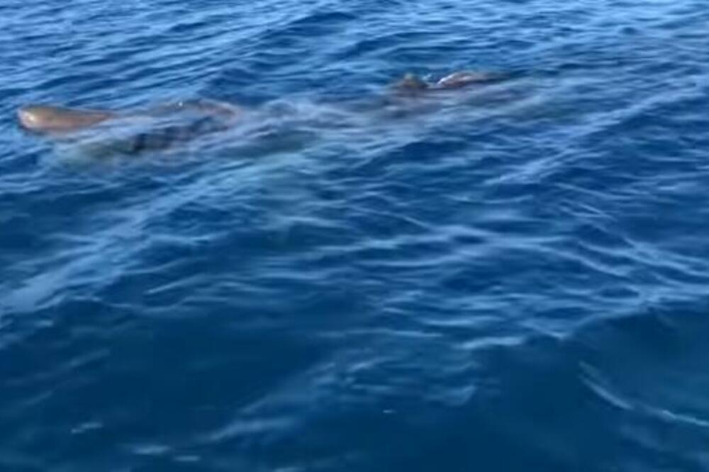 U MAJU JE U JADRANSKOM MORU SNIMLJENA AJKULA, I TO U PLIĆAKU: Ako OVDE letujete, DOBRO SE PAZITE! (VIDEO)