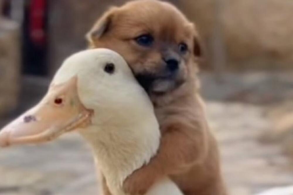 PSIĆ SE TRESAO OD HLADNOĆE, A ONDA JE PATKA URADILA OVO: Snimak koji će vam ugrejati srca (VIDEO)