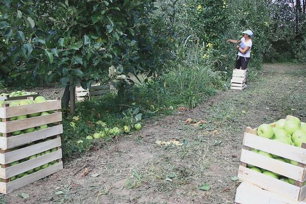 S OVIM VOĆEM NEMA GREŠKE! Zoran ga posadio i rađa mu KAO LUDO, evo u čemu je FORA (VIDEO)