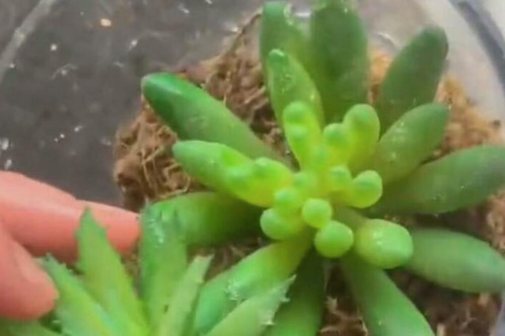 KINESKINJA SE IZBLAMIRALA ZA 2 ŽIVOTA! Tri godine je zalivala nešto što uopšte NIJE BILA BILJKA (FOTO)