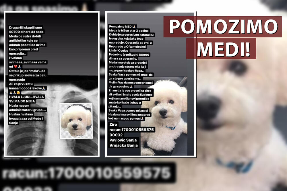 ZA MEDINO "CRNO OKO": Preslatkom bišonu HITNO potreban NOVAC za operaciju KATARAKTE, pomozimo mu! (FOTO)