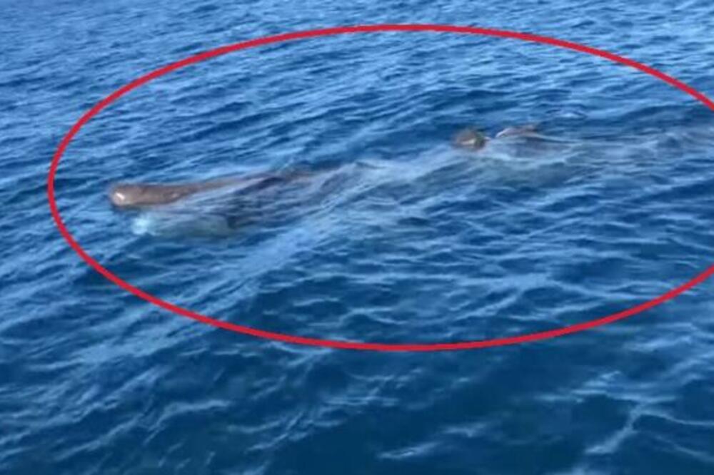 NEŠTO OGROMNO PRIMEĆENO U HRVATSKOM MORU: Snimak nema ko nije video, STRAVIČNO JE (VIDEO)