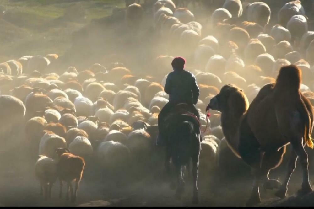 Sinđijang: Sedam miliona domaćih životinja kreće se ka novom pašnjaku u proleću! (VIDEO)