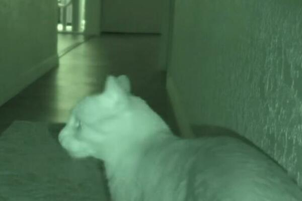 POSTAVILA KAMERU I UHVATILA IH USRED AKCIJE: Sablaznula se kada je videla kakve stvari rade (VIDEO)