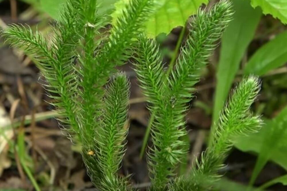 OVA BILJKA LEČI DODIROM! To što radi JETRI, ne radi NIJEDNA DRUGA (FOTO)