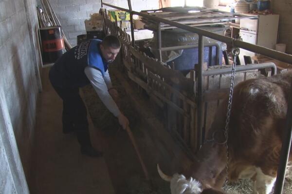 ZBOG SVOG STADA JE PREŠAO STOTINU KILOMETARA: Dejan ima stalni POSAO u GRADU, ali je OSTAO na SELU! (FOTO)