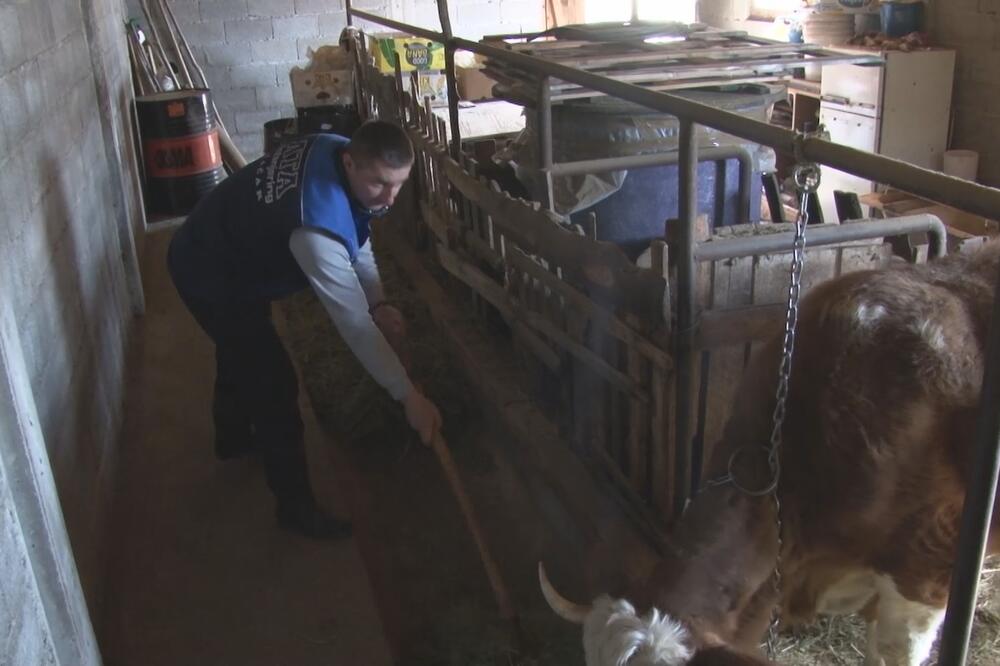 ZBOG SVOG STADA JE PREŠAO STOTINU KILOMETARA: Dejan ima stalni POSAO u GRADU, ali je OSTAO na SELU! (FOTO)