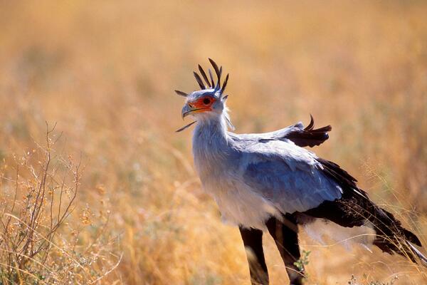 DA LI ZNATE KAKO IZGLEDA "PTICA SEKRETAR"? Zbog dužine bi joj i MUŠKARCI I ŽENE POZAVIDELI (FOTO)