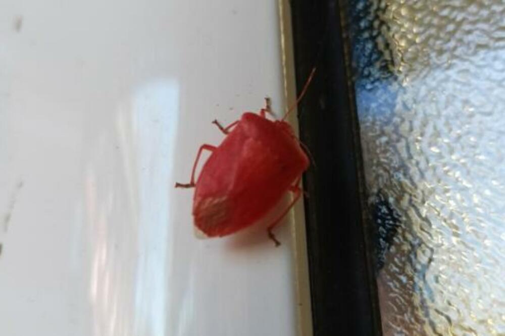 "JE L' SU MUTIRALE U SRBIJI, KAO IZ ČERNOBILJA DA JE STIGLA!" Fotka CRVENE SMRDIBUBE izbezumila ljude (FOTO)