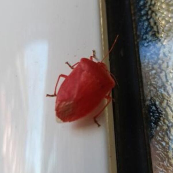 Ne bacajte pare na sprejeve: Ovih 6 trikova protiv smrdibuba domaćice čuvaju za sebe