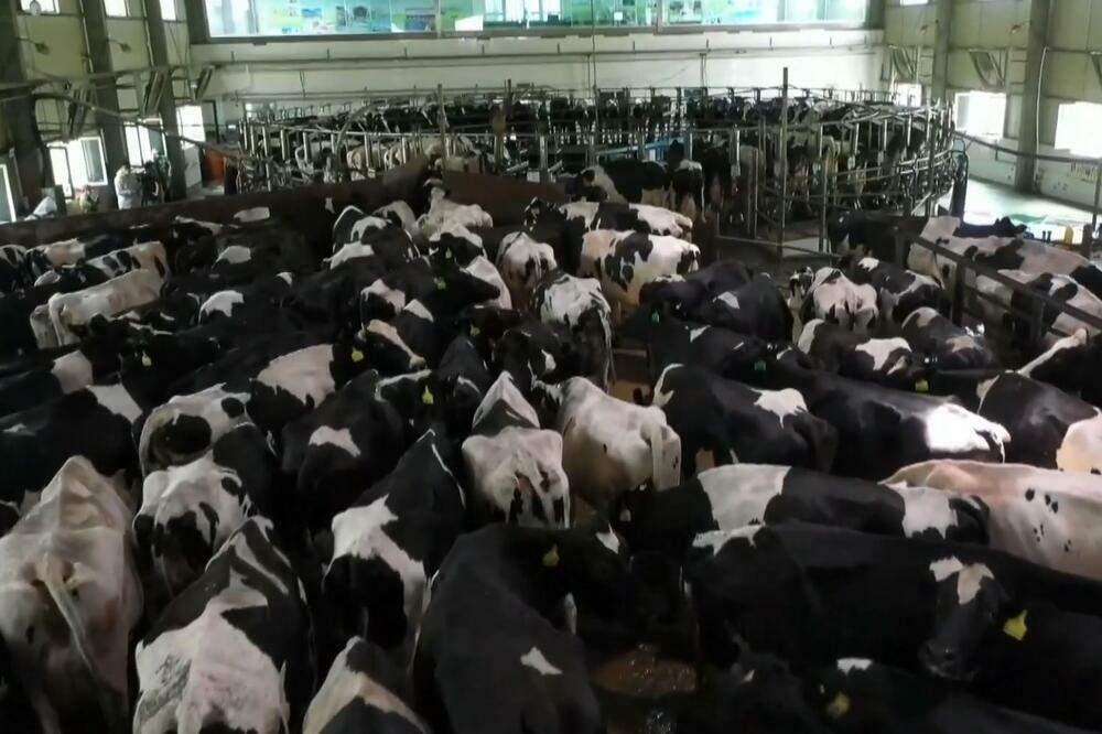 Nove tehnologije pomažu visokokvalitetnom razvoju stočarstva u Sinđijangu! (VIDEO)