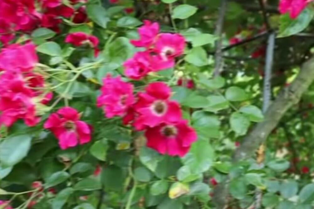 1 KAŠIKA OVE SMESE ĆE PREPORODITI VAŠE BILJKE: Od sada ćete samo OVU PRIHRANU koristiti