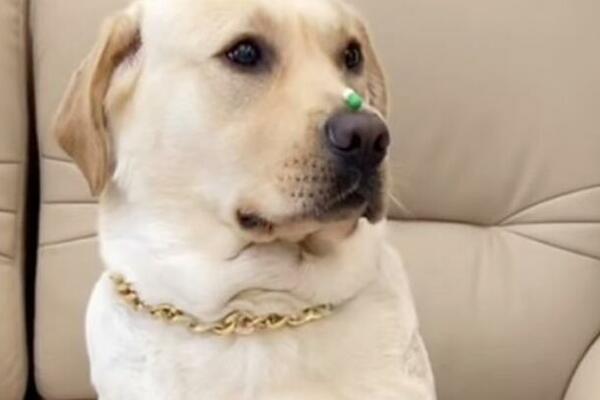 POKUŠAO JE DA NATERA PSA DA UZME LEK, A ON GA JE "PREVESLAO" ZA SVA VREMENA: Evo kako se završilo (VIDEO)