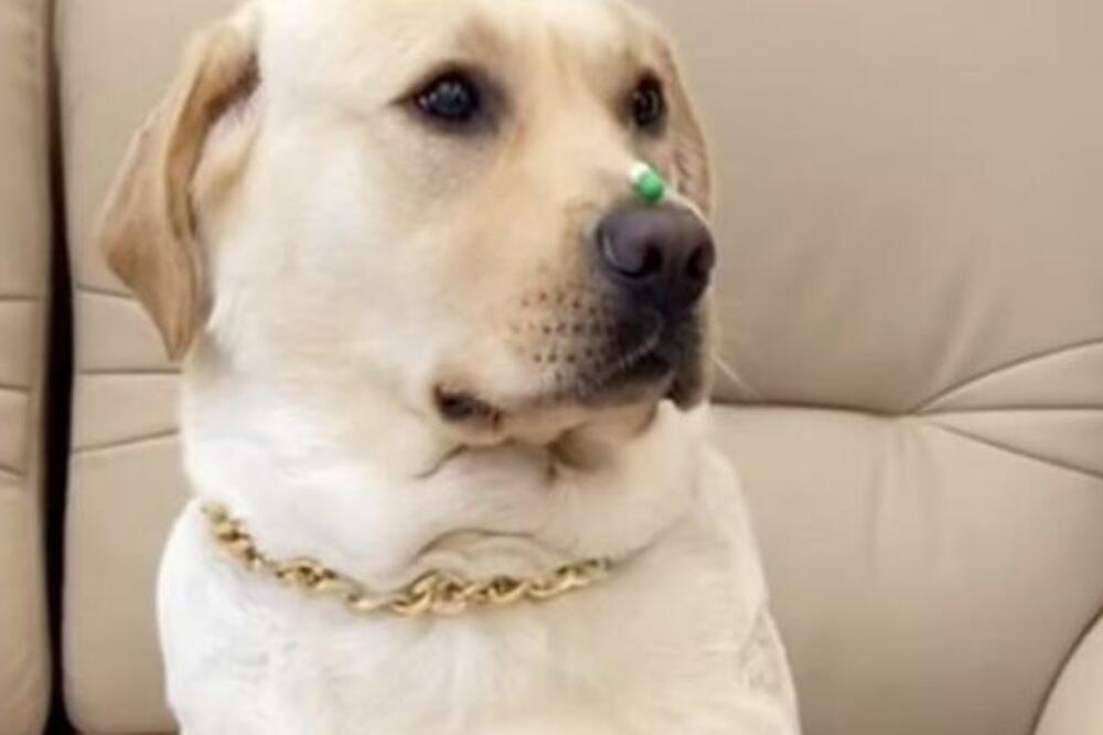 POKUŠAO JE DA NATERA PSA DA UZME LEK, A ON GA JE "PREVESLAO" ZA SVA VREMENA: Evo kako se završilo (VIDEO)