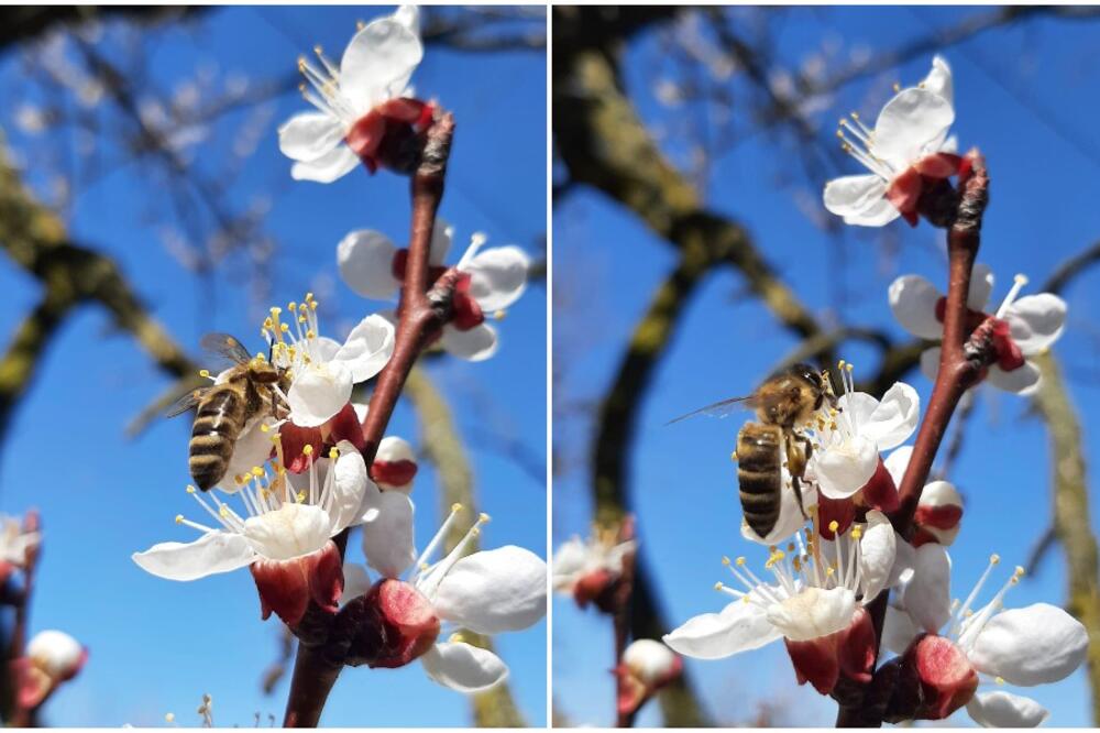 SLIKA DANA STIŽE NAM SA UBA: Pčelice radilice skupljaju sokove, preti im izumiranje, a SVI MOŽEMO POMOĆI!
