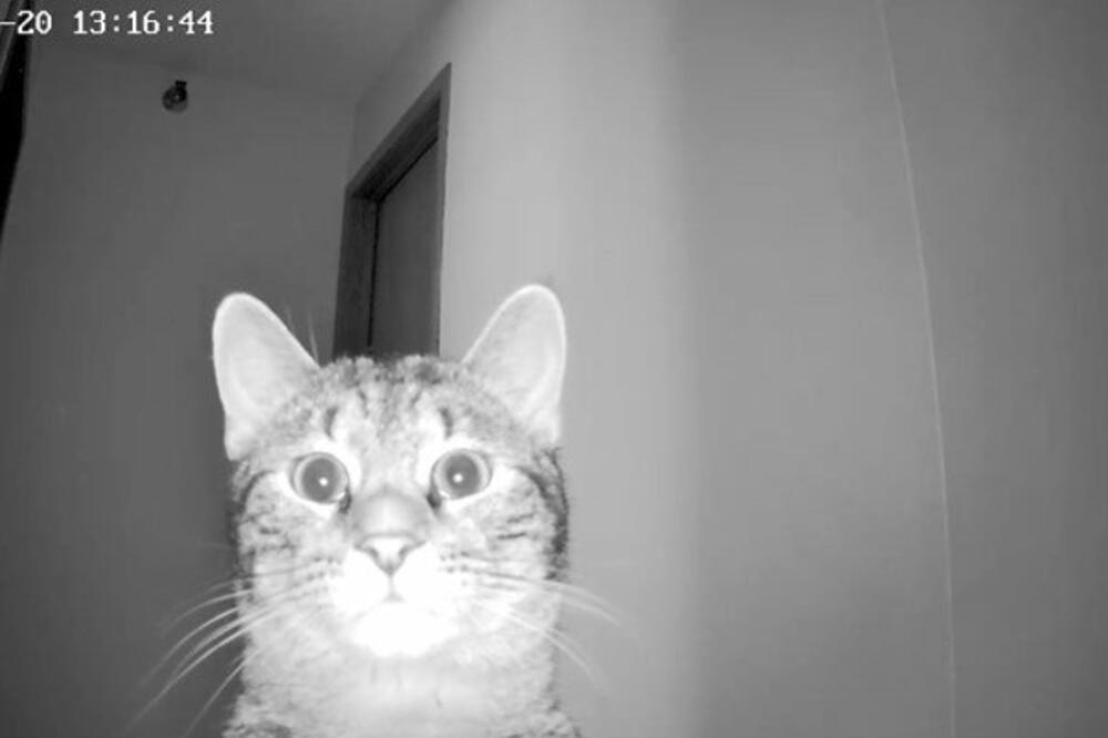 MAČKA PROBUDILA SVOJU VLASNICU SKOČIVŠI JOJ NA GRUDI: Kada je žena osetila šta joj se dešava, usledio je ŠOK! FOTO