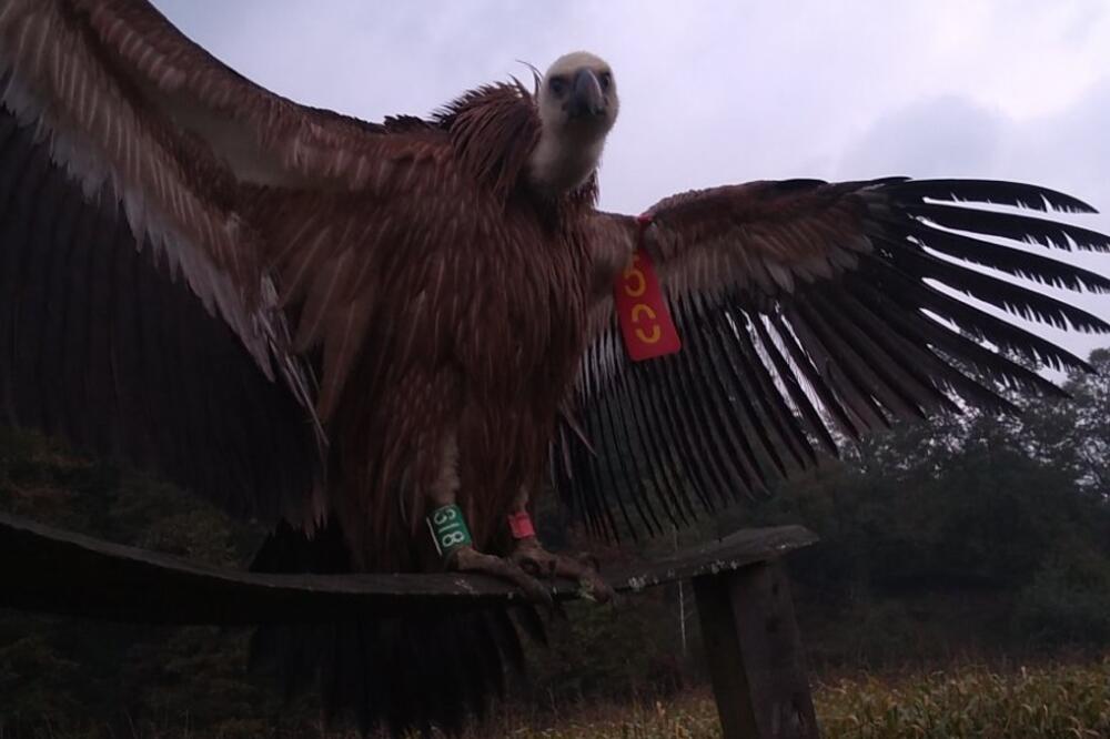 RAZMAŽENI BELOGLAVI SUP! Lazarica navikla da jede samo iz ljudske ruke, u prirodi je često ostajala gladna (FOTO)