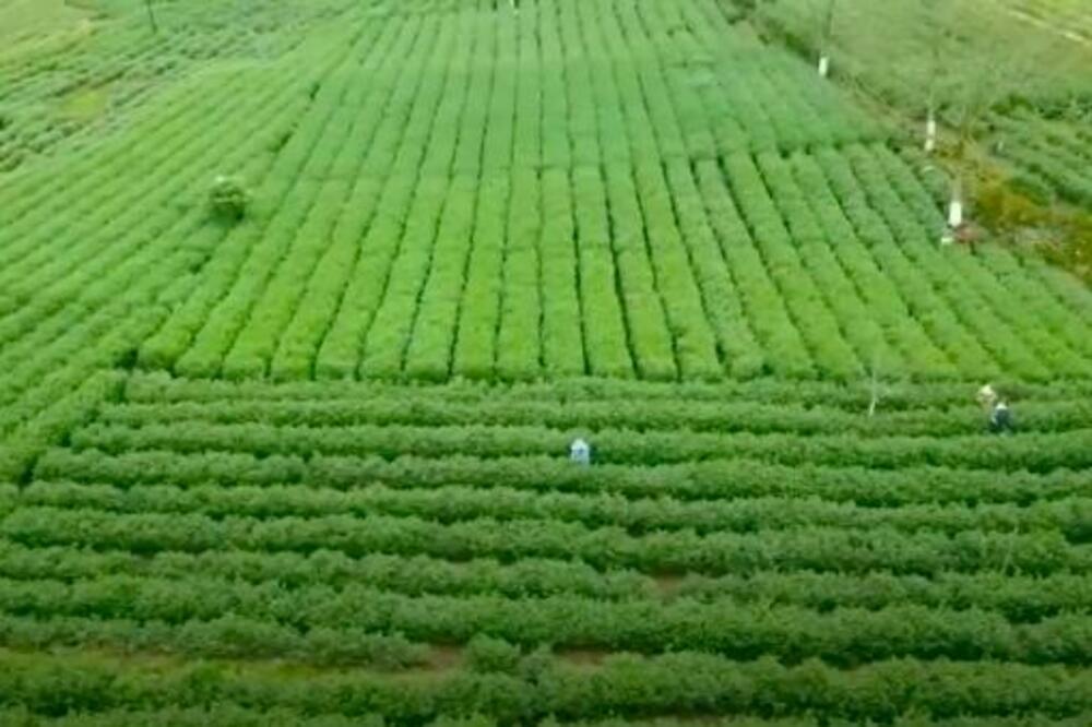 KINA Počela sezona branja čaja: Pre Zadušnica je dragocen kao zlato (VIDEO)