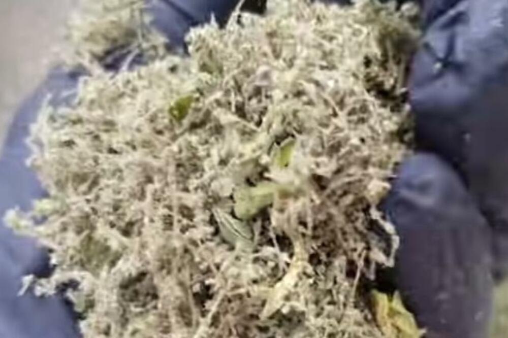 SEME OD 1 BILJKE POMAŽE KOD REGULISANJA HOLESTEROLA: Ojačajte svoj IMUNITET uzimanjem NA OVAJ NAČIN