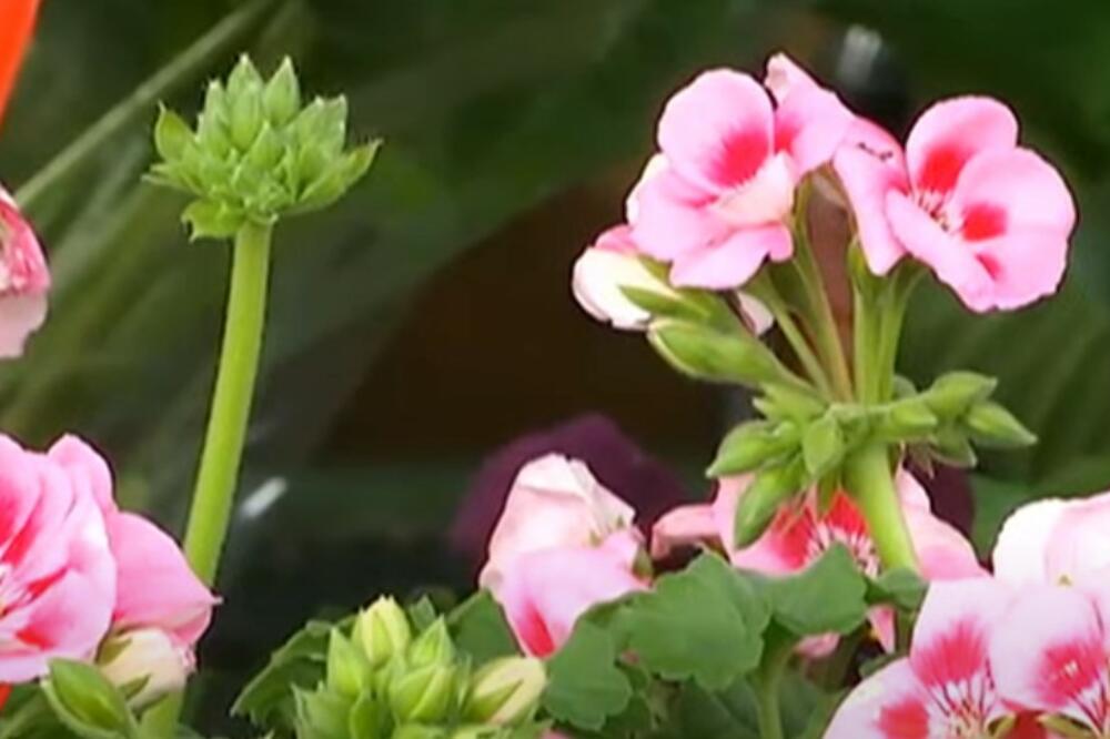 MUŠKATLE ĆE VAM OSTATI NETAKNUTE TOKOM ZIME I CVETAĆE KAO LUDE: Morate pratiti samo ove korake