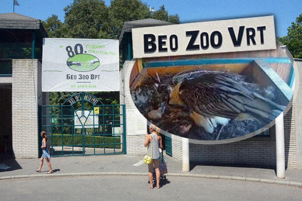 PRINOVA U BEO ZOO VRTU: O novoj BEBI brinu sa VELIKOM PAŽNJOM! (FOTO)
