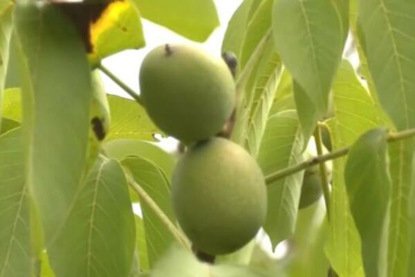 RUSKI NAUČNIK OVU BILJKU SMATRA VOĆNIM KOMBINATOM: Napravite ČAJ koji poboljšava KRVNU SLIKU i JAČA ŽELUDAC