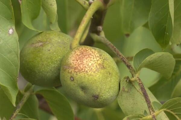 3 NAMIRNICE KOJE POMAŽU U BORBI PROTIV DEMENCIJE: Ne postoji ništa BOLJE ZA MOZAK