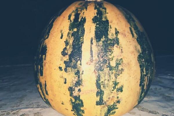 ČOKOLADIRANA GOLICA, ZAGOLICALA JE SVETSKA TRŽIŠTA: Evo kako do BIOGASA uz pomoć ove TIKVE!