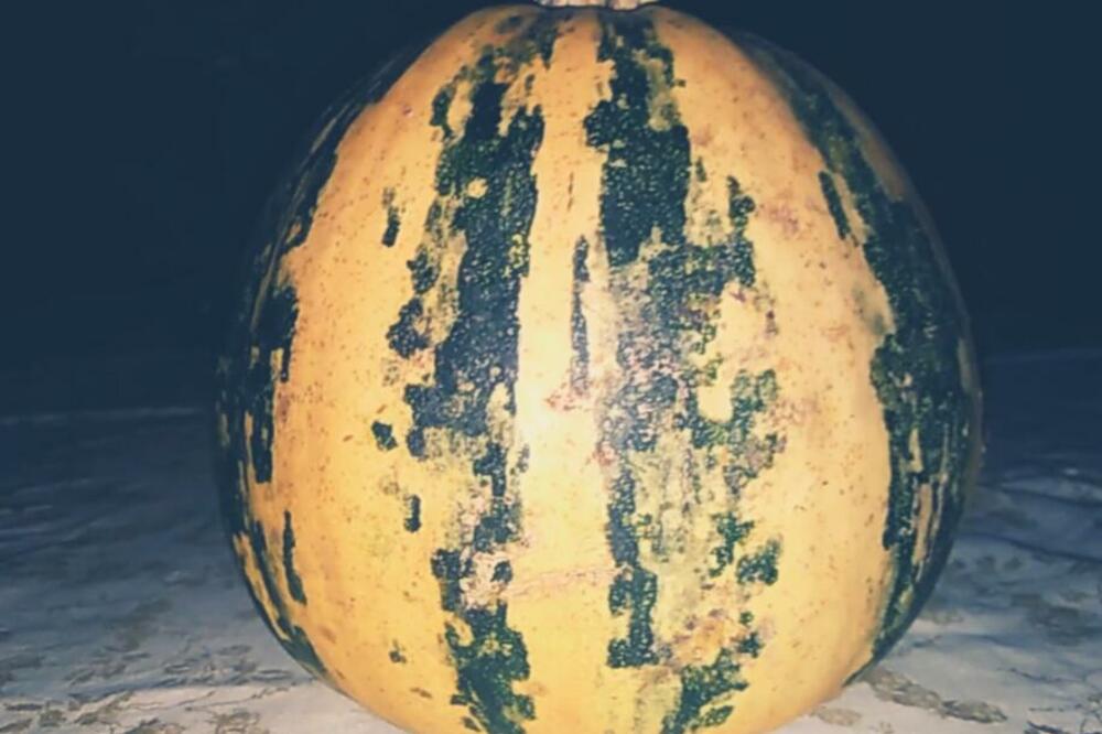 ČOKOLADIRANA GOLICA, ZAGOLICALA JE SVETSKA TRŽIŠTA: Evo kako do BIOGASA uz pomoć ove TIKVE!