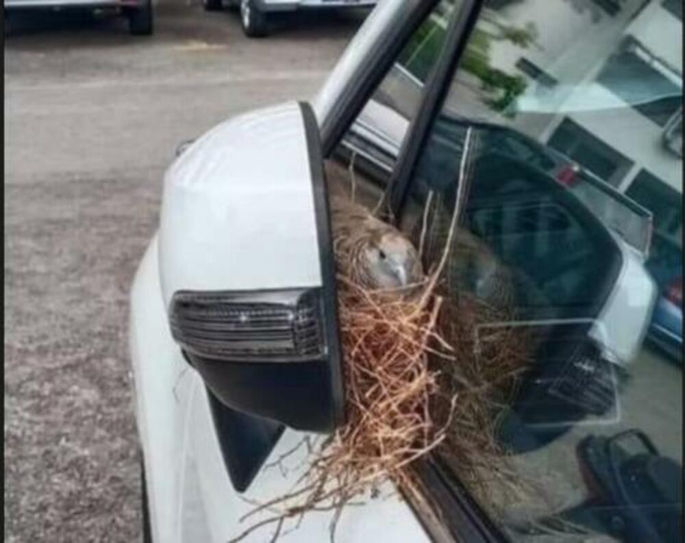 Ptičica se šćućurila i uživa u slami