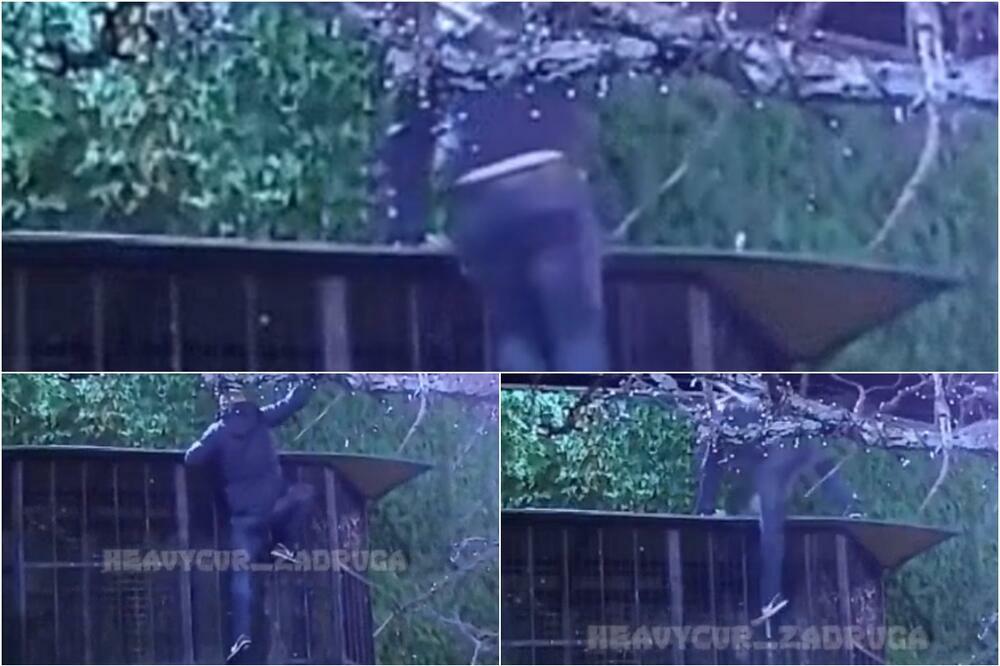 MILJANIN DEČKO POBEGAO IZ RIJALITIJA! Popeo se kao PANTER, svi iznenađeni kako je PRESKOČIO! (VIDEO)
