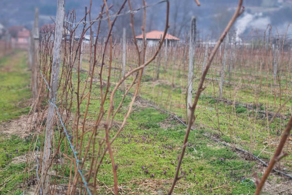 SRPSKI MALINARI STREPE OD APRILSKOG MRAZA: Čemu se nadaju i kakva će cena biti?