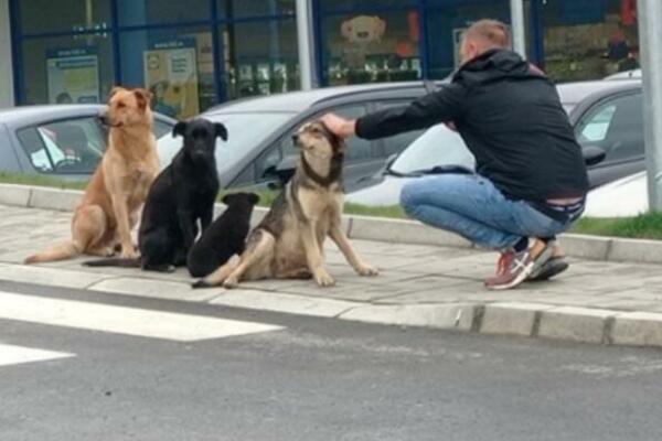 SLIKA DANA, NEŠTO NAJSLAĐE ŠTO ĆETE VIDETI DANAS: Poređali se i mirno čekaju u REDU ZA MAŽENJE! (FOTO)