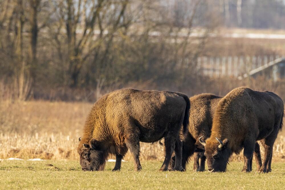 POSLE 2 VEKA ONI PONOVO HODAJU SRBIJOM! Nakon muflona na Frušku goru stiglo i 5 jedinki EVROPSKOG BIZONA